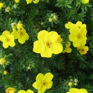 POTENTILLA FR. `GOLD FINGER`