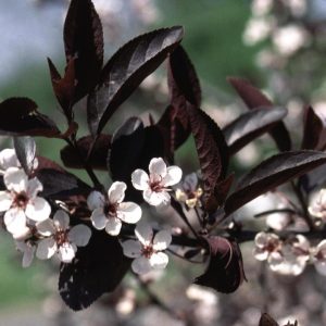 PRUNUS CISTENA