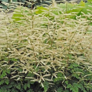 ARUNCUS X `MISTY LACE`