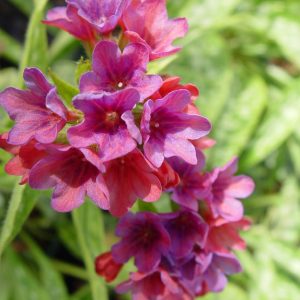 PULMONARIA `RASPBERRY SPLASH`