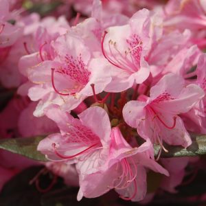 RHODODENDRON X `AGLO`
