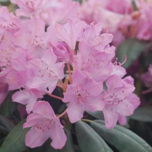 RHODODENDRON CAT. `ENGLISH ROSEUM`