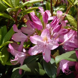 RHODODENDRON MAXIMUM `INDEPENDENCE`
