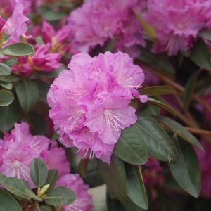 RHODODENDRON X `PJM ELITE`