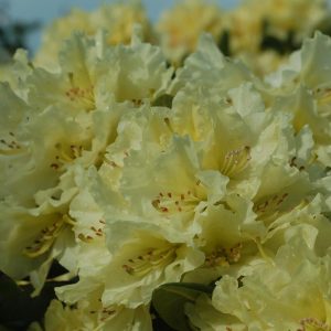RHODODENDRON `CAPISTRANO`