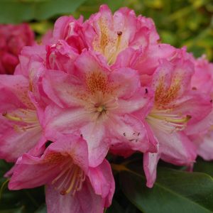 RHODODENDRON `SCINTILLATION`
