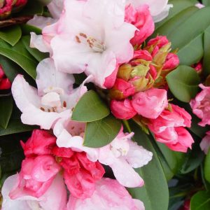 RHODODENDRON `MARDI GRAS`