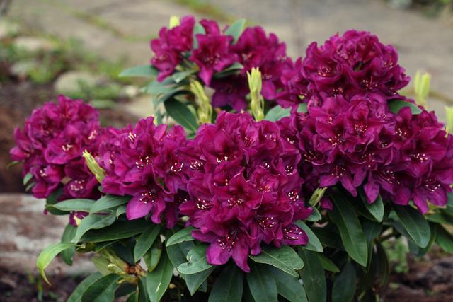 RHODODENDRON `POLAR NIGHT`