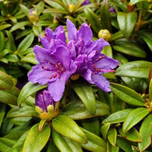 RHODODENDRON X `BLUE BARON`