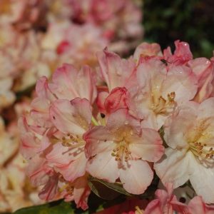 RHODODENDRON YAK. `PERCY WISEMAN`