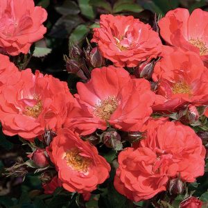 ROSA `DRIFT CORAL`