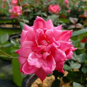 ROSA `DOUBLE PINK KNOCK OUT`