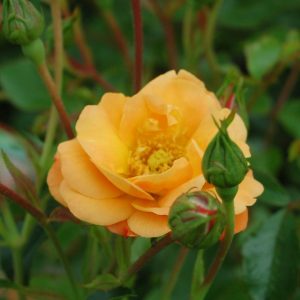 ROSA `FLOWER CARPET AMBER`
