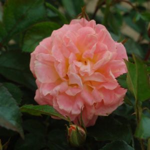 ROSA `DRIFT PEACH`