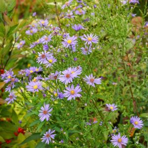 ASTER LAEVIS `BLUEBIRD`