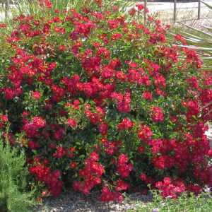ROSA `FLOWER CARPET RED`