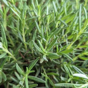 ROSMARINUS OFFICINALIS `SALEM`