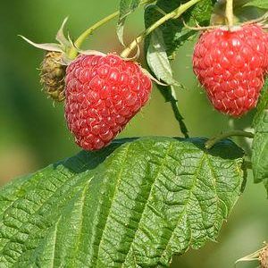 RUBUS `POLANA`