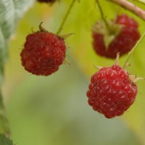 RUBUS `CAROLINE`