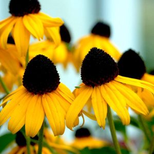 RUDBECKIA FULGIDA `GOLDSTURM`