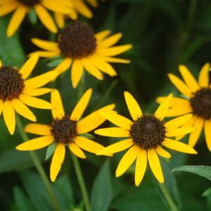 RUDBECKIA `LITTLE GOLDSTAR`