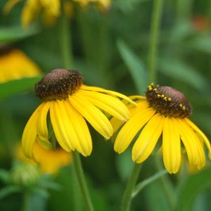 RUDBECKIA FULGIDA `VIETTE`S LITTLE SUZY`