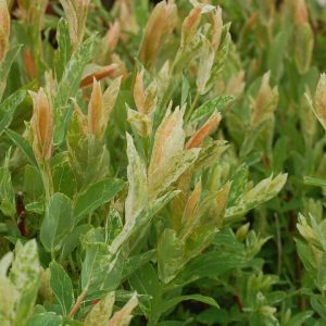 SALIX INTEGRA `HAKARO NISHIKI`