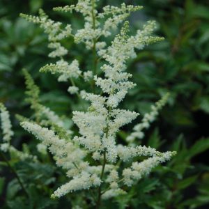 ASTILBE ARENDSII `BRIDAL VEIL`