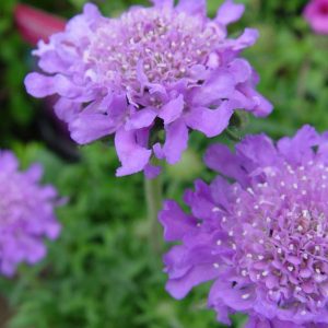SCABIOSA CAUCASICA `BUTTERFLY BLUE`