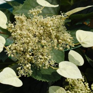 SCHIZOPHRAGMA HYDRA. `MOONLIGHT`