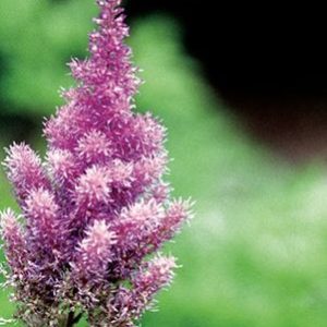 ASTILBE CHINENSIS `PUMILA`
