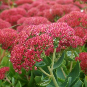 SEDUM SPECTABILE `AUTUMN JOY`