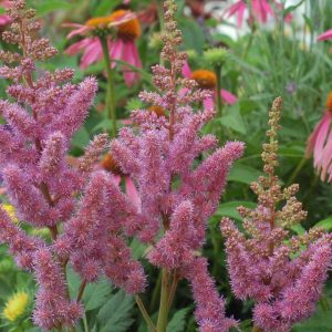 ASTILBE CHINENSIS `VISIONS`
