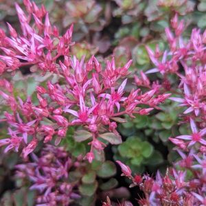 SEDUM SPURIUM `FULDAGLOW`