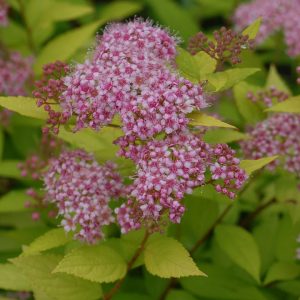 SPIRAEA BUMALDA `GOLDMOUND`