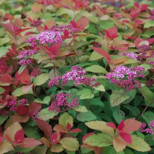 SPIRAEA JAPONICA DOUBLE PLAY `BIG BANG`