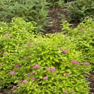 SPIRAEA JAPONICA DOUBLE PLAY `GOLD`