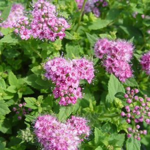 SPIRAEA JAPONICA `LITTLE PRINCESS`
