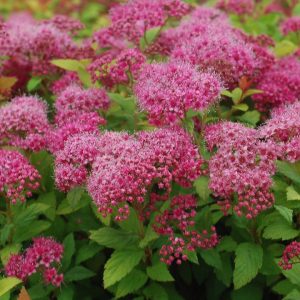 SPIRAEA JAPONICA `MAGIC CARPET`