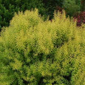 SPIRAEA THUN. `OGON` (MELLOW YELLOW)