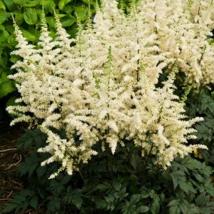 ASTILBE CHINENSIS `VISIONS IN WHITE`