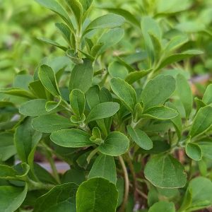 STEVIA REBAUDIANA - SWEETLEAF