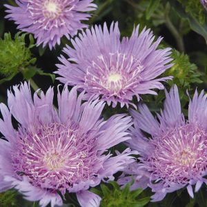 STOKESIA LAEVIS `PEACHIE`S PICK`