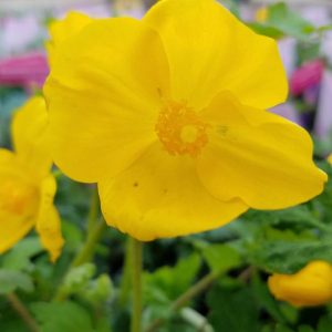 STYLOPHORUM DIPHYLLUM