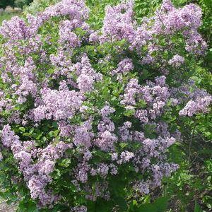 SYRINGA MEYERI `PALIBIN`