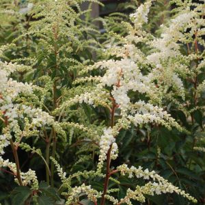 ASTILBE JAPONICA `DEUTSCHLAND`