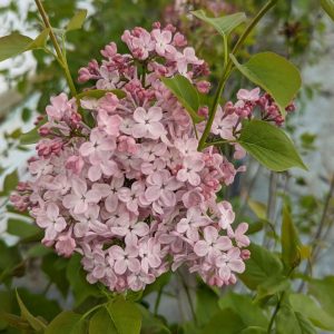 SYRINGA `MAIDEN`S BLUSH`
