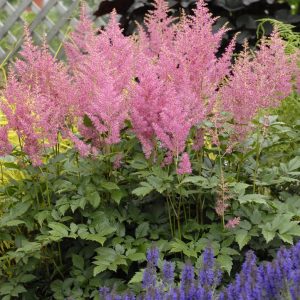 ASTILBE JAPONICA `RHEINLAND`