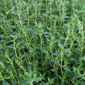 THYMUS VULGARIS - ENGLISH THYME