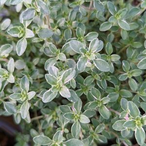 THYMUS C. `ARGENTEUS` - S.E. THYME